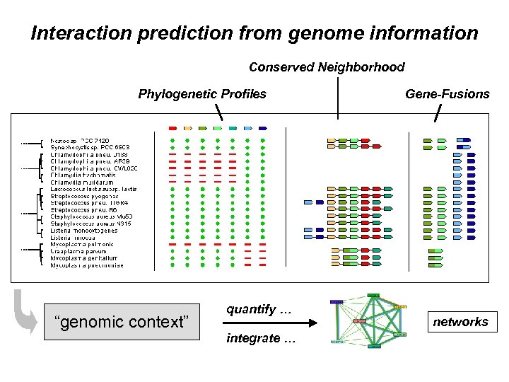 Interaction prediction from genome information Conserved Neighborhood Phylogenetic Profiles “genomic context” quantify … integrate