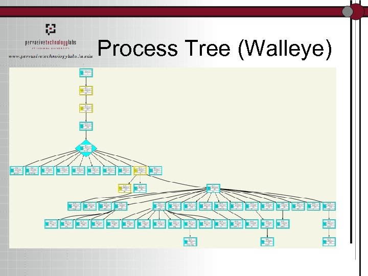 Process Tree (Walleye) 