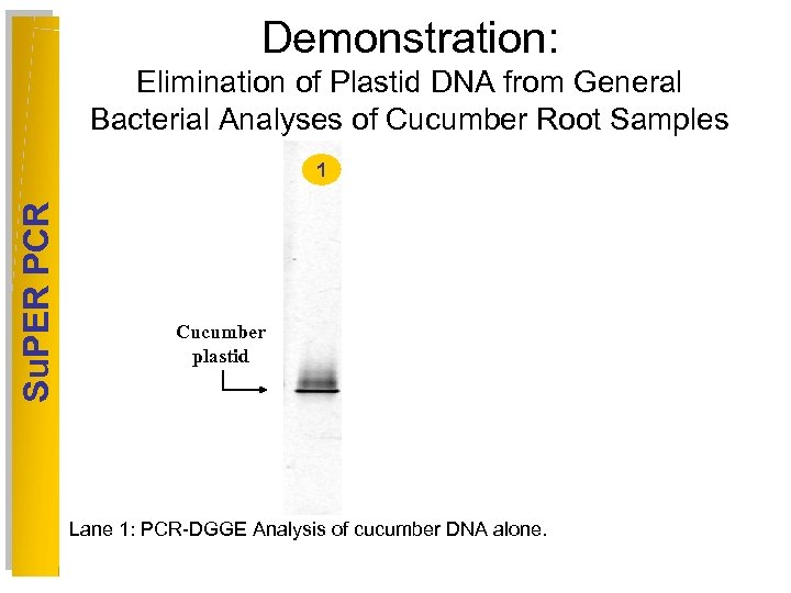 Demonstration: Elimination of Plastid DNA from General Bacterial Analyses of Cucumber Root Samples Su.