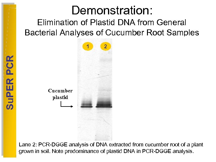 Demonstration: Elimination of Plastid DNA from General Bacterial Analyses of Cucumber Root Samples Su.