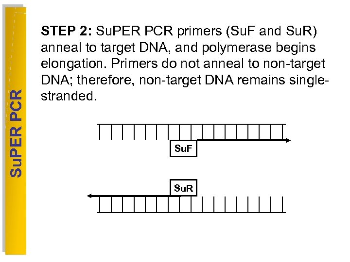 Su. PER PCR STEP 2: Su. PER PCR primers (Su. F and Su. R)