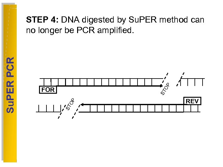 OP OP ST FOR ST Su. PER PCR STEP 4: DNA digested by Su.