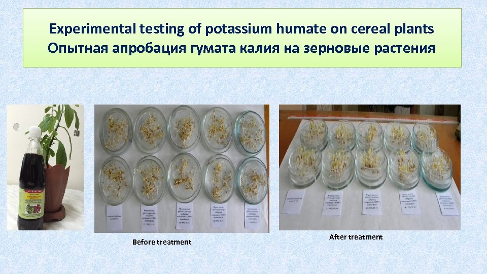 Experimental testing of potassium humate on cereal plants Опытная апробация гумата калия на зерновые