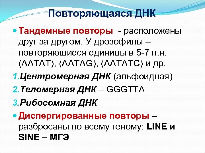 Повторяющаяся ДНК Тандемные повторы - расположены друг за другом. У дрозофилы – повторяющиеся единицы