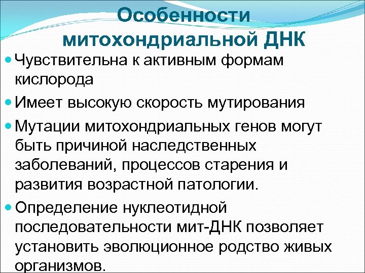 Особенности митохондриальной ДНК Чувствительна к активным формам кислорода Имеет высокую скорость мутирования Мутации митохондриальных