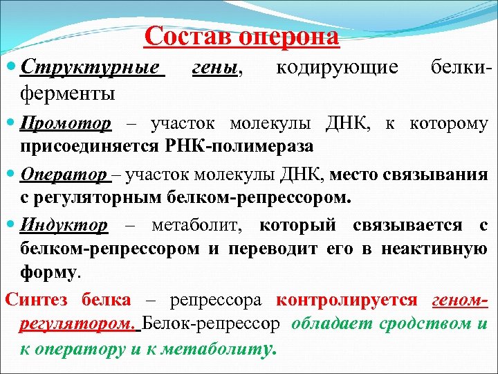 Состав оперона Структурные ферменты гены, кодирующие белки- Промотор – участок молекулы ДНК, к которому
