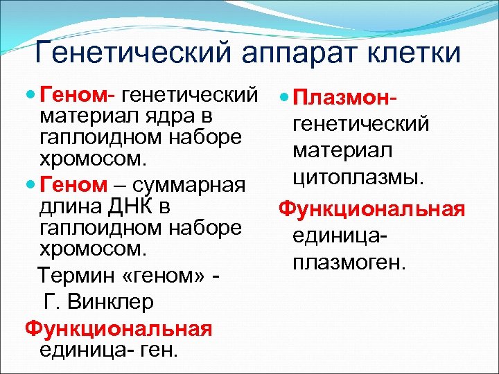 Генетический аппарат клетки Геном- генетический Плазмонматериал ядра в генетический гаплоидном наборе материал хромосом. цитоплазмы.