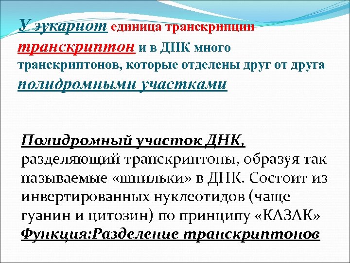 У эукариот единица транскрипции транскриптон и в ДНК много транскриптонов, которые отделены друг от