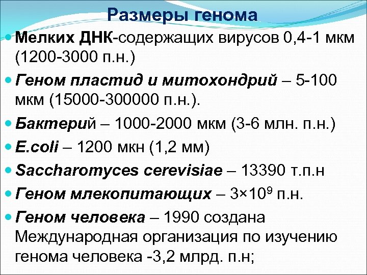 Размеры генома Мелких ДНК-содержащих вирусов 0, 4 -1 мкм (1200 -3000 п. н. )