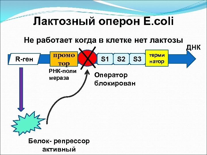 Лактозный оперон E. coli Не работает когда в клетке нет лактозы R-ген промо тор