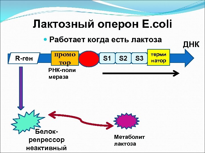 Лактозный оперон E. coli Работает когда есть лактоза R-ген промо тор S 1 S