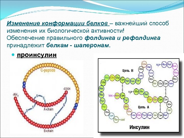 Изменение конформации белков – важнейший способ изменения их биологической активности! Обеспечение правильного фолдинга и