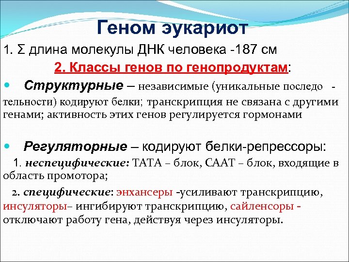 Геном эукариот 1. Σ длина молекулы ДНК человека -187 см 2. Классы генов по