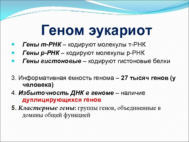 Геном эукариот Гены т-РНК – кодируют молекулы т-РНК Гены р-РНК – кодируют молекулы р-РНК