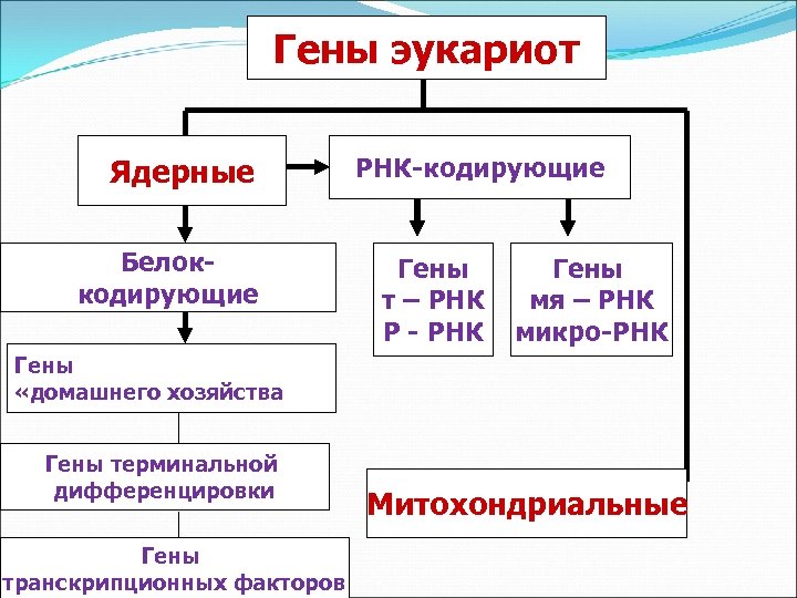 Гены эукариот Ядерные Белоккодирующие РНК-кодирующие Гены т – РНК Р - РНК Гены мя