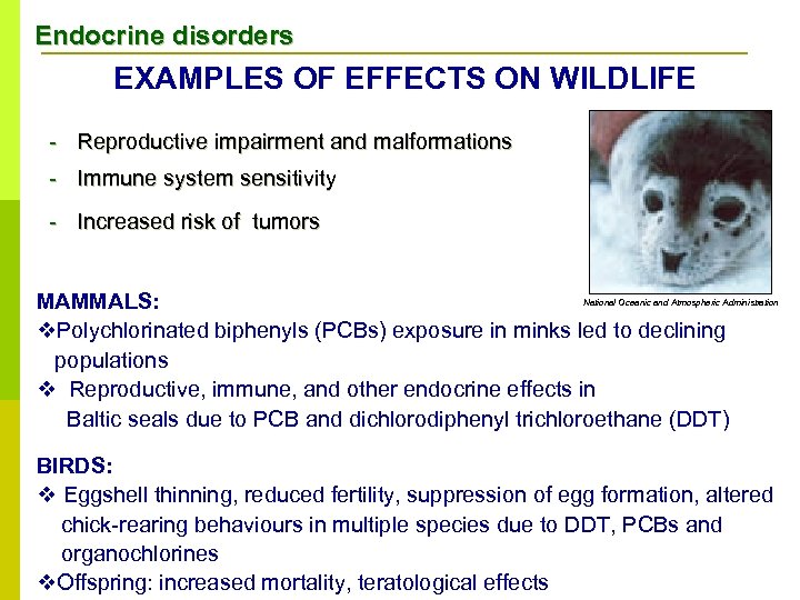 Endocrine disorders EXAMPLES OF EFFECTS ON WILDLIFE - Reproductive impairment and malformations - Immune