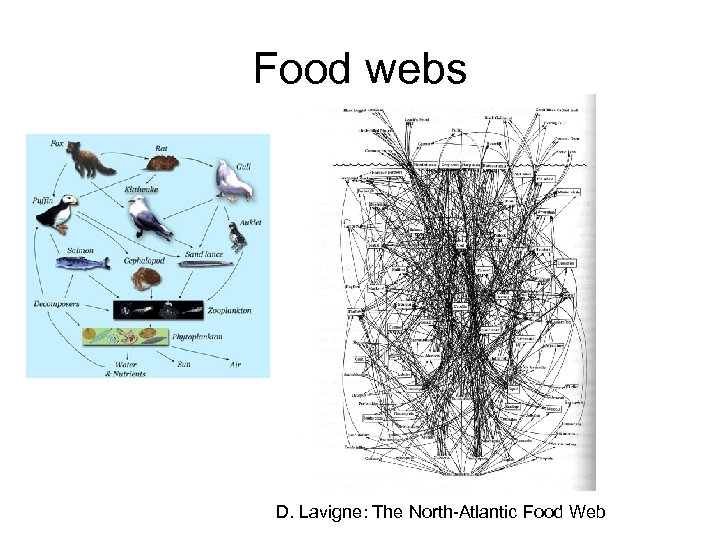 Food webs D. Lavigne: The North-Atlantic Food Web 