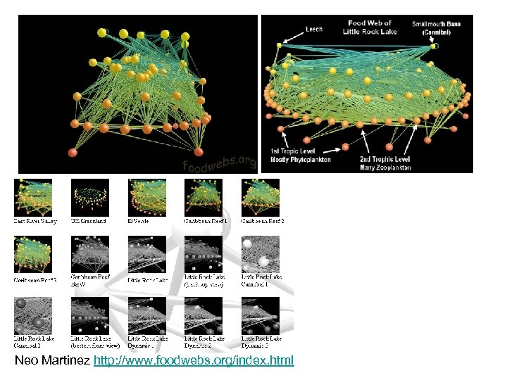 Neo Martinez http: //www. foodwebs. org/index. html 