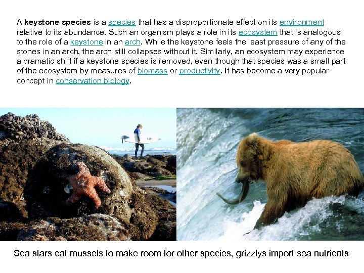 A keystone species is a species that has a disproportionate effect on its environment