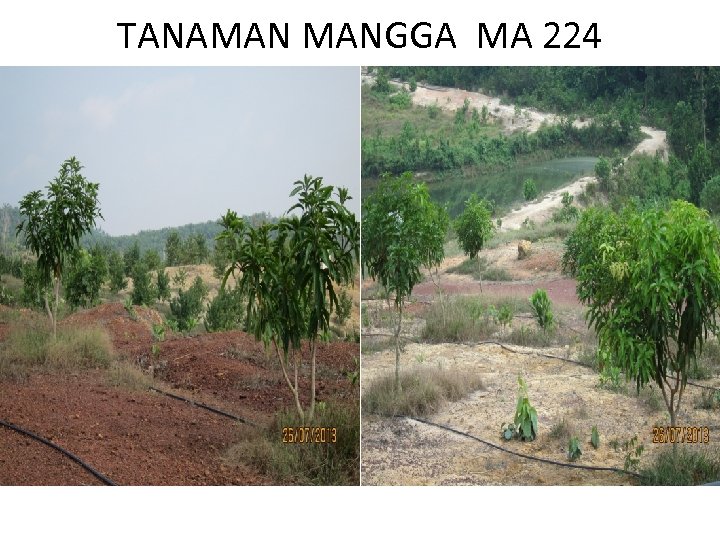TANAMAN MANGGA MA 224 