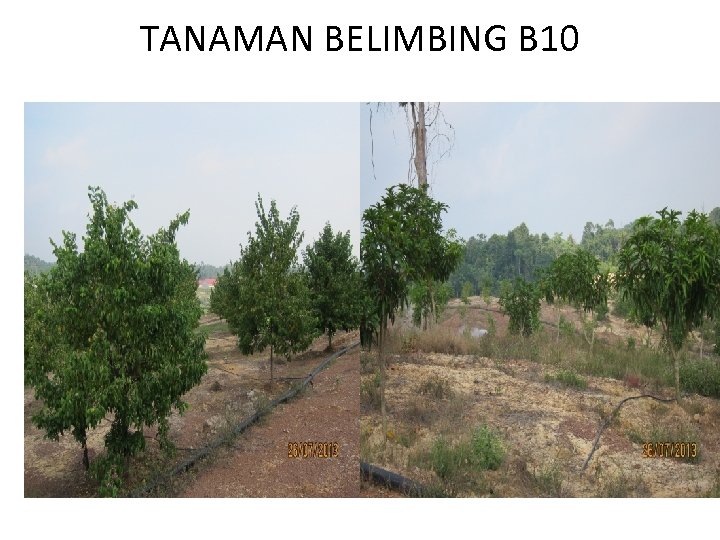 TANAMAN BELIMBING B 10 