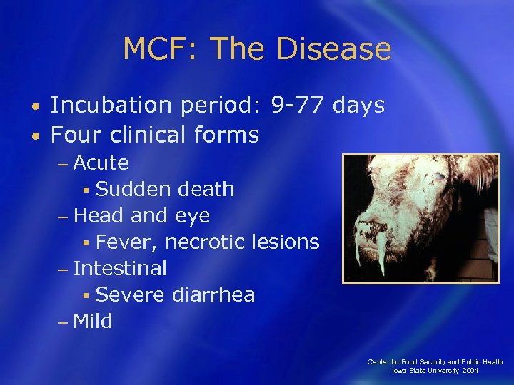 MCF: The Disease Incubation period: 9 -77 days • Four clinical forms • −