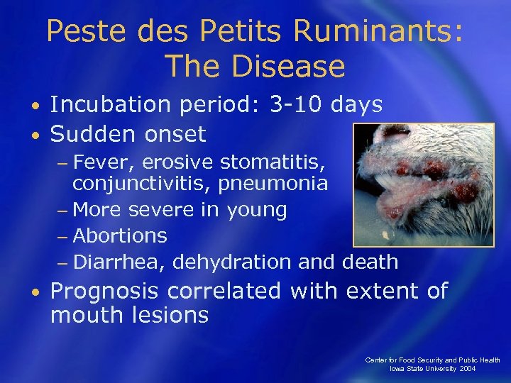 Peste des Petits Ruminants: The Disease Incubation period: 3 -10 days • Sudden onset