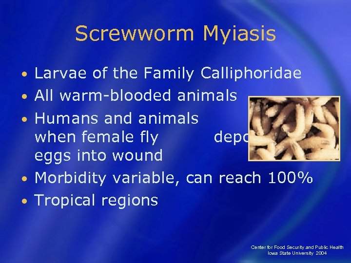 Screwworm Myiasis • • • Larvae of the Family Calliphoridae All warm-blooded animals Humans
