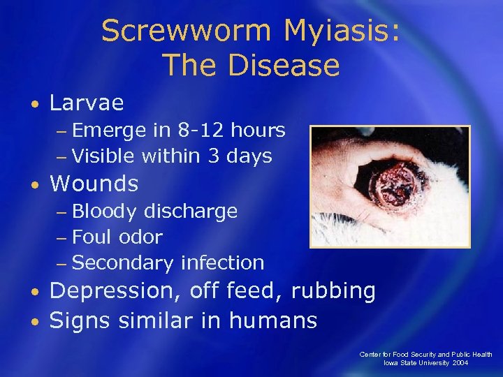Screwworm Myiasis: The Disease • Larvae − Emerge in 8 -12 hours − Visible