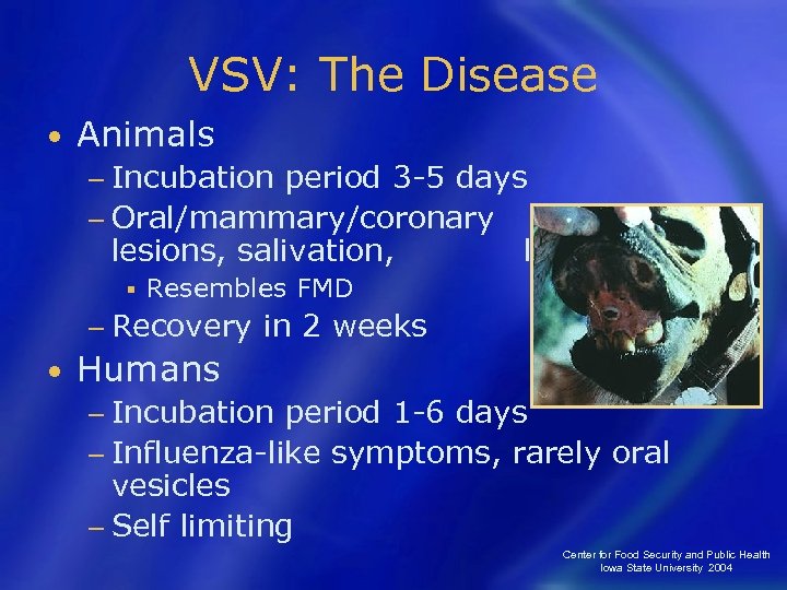 VSV: The Disease • Animals − Incubation period 3 -5 days − Oral/mammary/coronary band