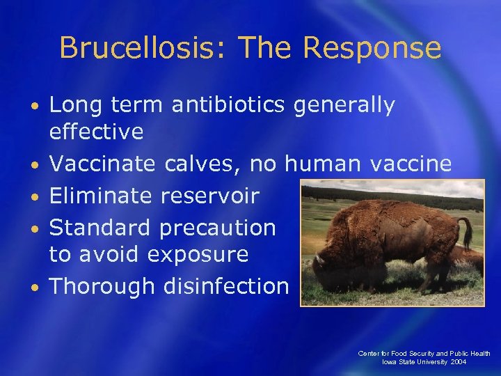 Brucellosis: The Response • • • Long term antibiotics generally effective Vaccinate calves, no