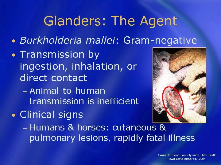 Glanders: The Agent Burkholderia mallei: Gram-negative • Transmission by ingestion, inhalation, or direct contact