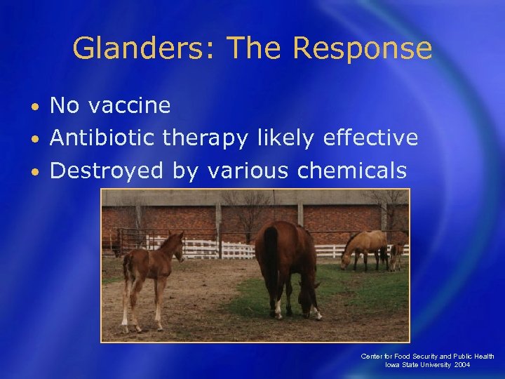 Glanders: The Response No vaccine • Antibiotic therapy likely effective • Destroyed by various