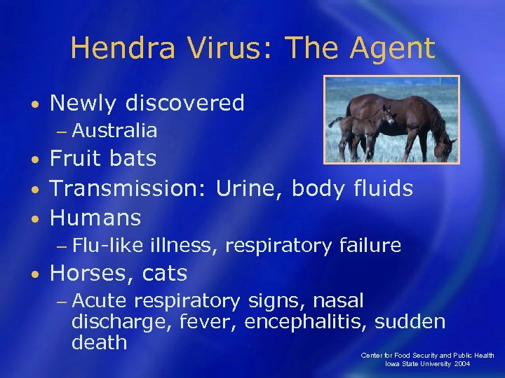 Hendra Virus: The Agent • Newly discovered − Australia Fruit bats • Transmission: Urine,