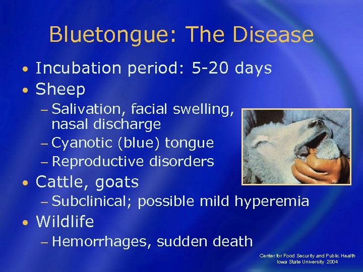 Bluetongue: The Disease Incubation period: 5 -20 days • Sheep • − Salivation, facial