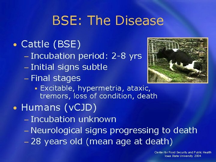 BSE: The Disease • Cattle (BSE) − Incubation period: 2 -8 yrs − Initial