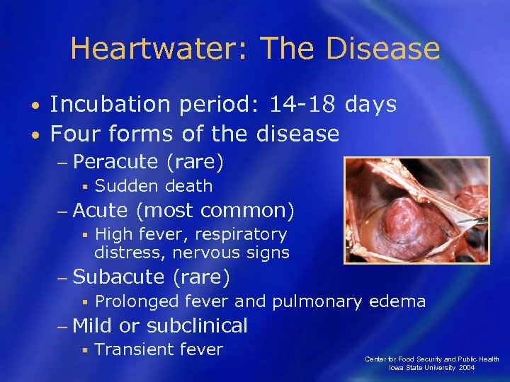 Heartwater: The Disease Incubation period: 14 -18 days • Four forms of the disease