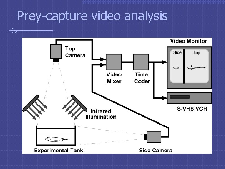 Prey-capture video analysis 