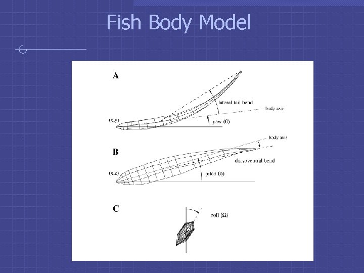 Fish Body Model 