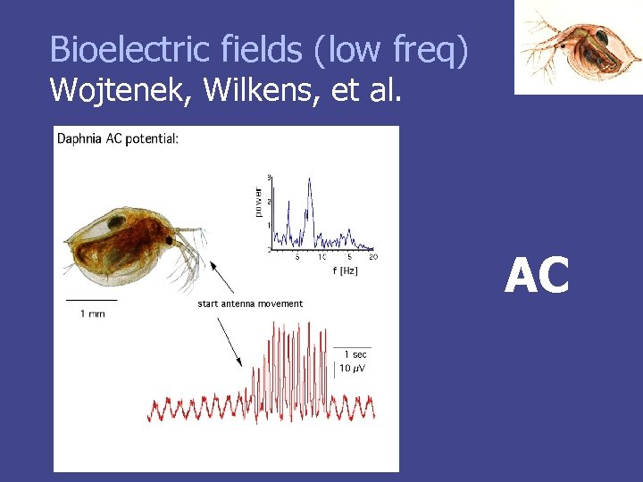 Bioelectric fields (low freq) Wojtenek, Wilkens, et al. AC 
