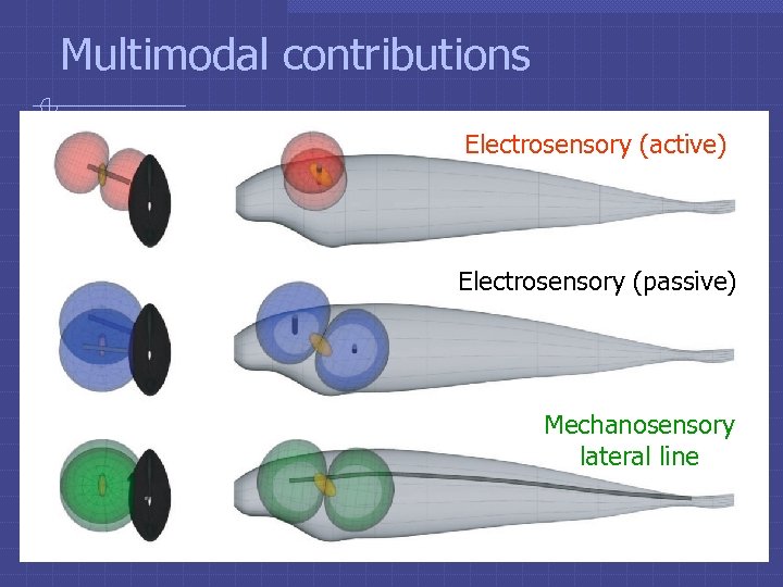 Multimodal contributions Electrosensory (active) Electrosensory (passive) Mechanosensory lateral line 