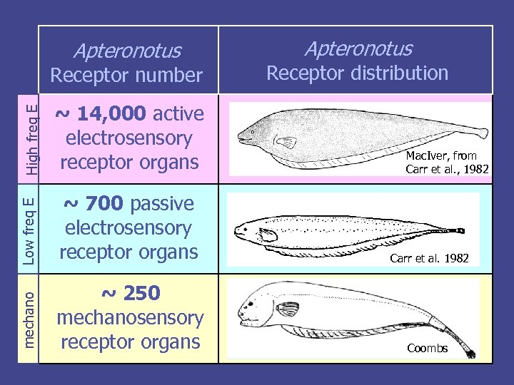 Apteronotus High freq E bb ~ 14, 000 active electrosensory receptor organs Low freq