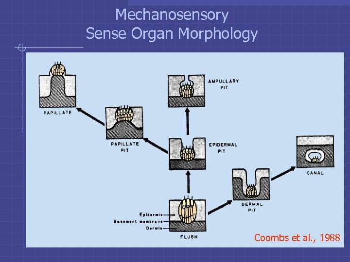 Mechanosensory Sense Organ Morphology Coombs et al. , 1988 