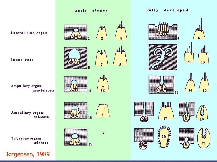 Ontongeny Jørgensen, 1989 