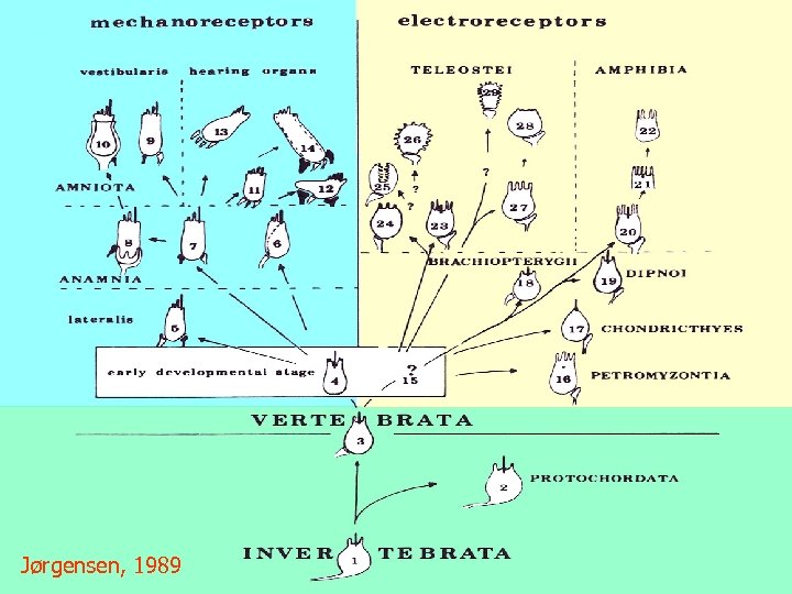 Phylogeny Jørgensen, 1989 