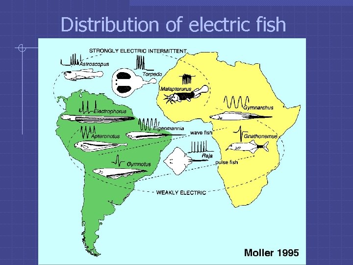 Distribution of electric fish 