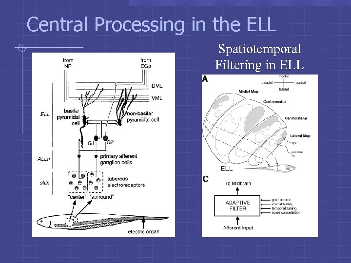 Central Processing in the ELL Spatiotemporal Filtering in ELL 