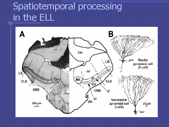 Spatiotemporal processing in the ELL 
