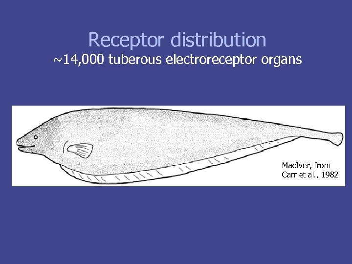Receptor distribution mechano Low freq E ~14, 000 tuberous electroreceptor organs Mac. Iver, from