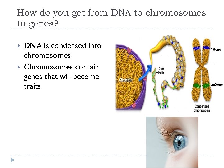 How do you get from DNA to chromosomes to genes? DNA is condensed into